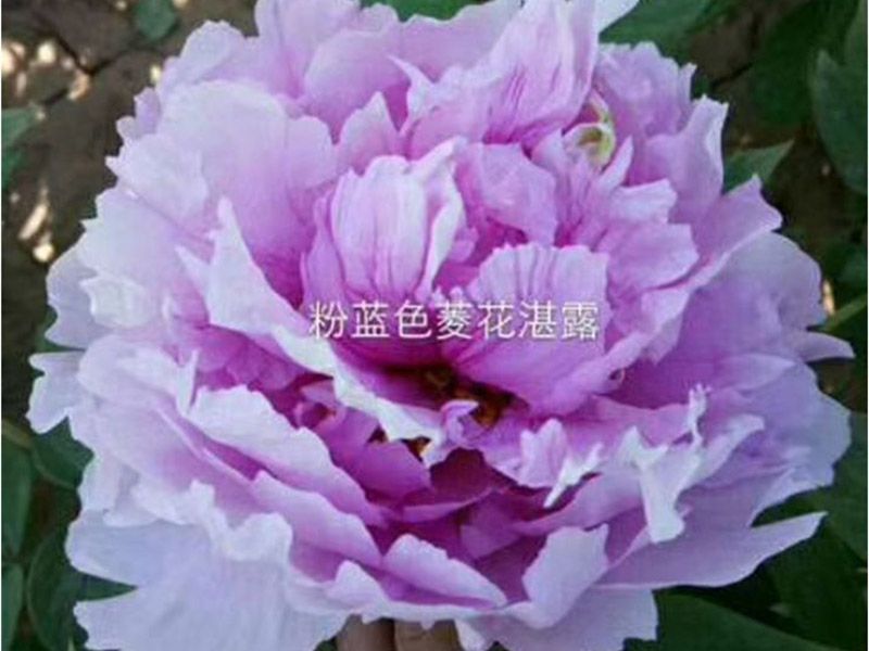 菱花湛露